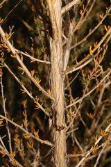 Aspalathus dianthopora