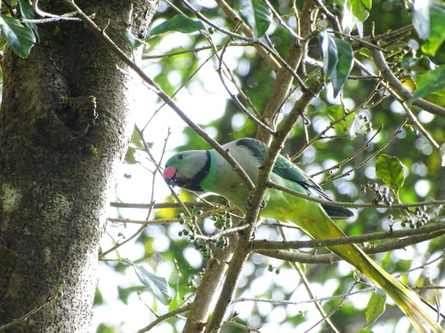 Image of Aporosa cardiosperma by no rights reserved