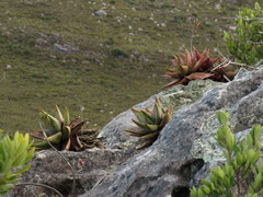 Aloe perfoliata