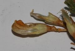 Aspalathus dianthopora