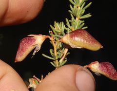 Aspalathus dianthopora