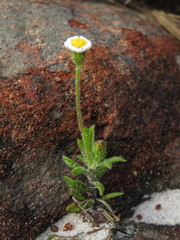 Zyrphelis microcephala