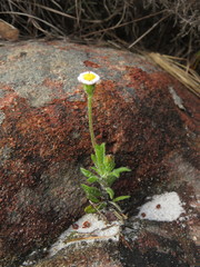 Zyrphelis microcephala