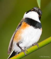 Batis capensis capensis
