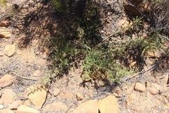 Aspalathus hispida hispida