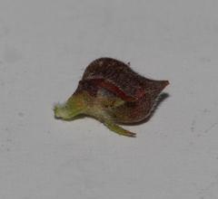 Aspalathus hispida hispida