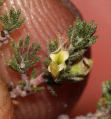 Aspalathus hispida hispida