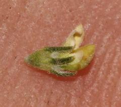 Aspalathus hispida hispida