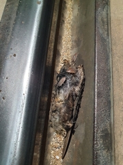 Porcellio variabilis