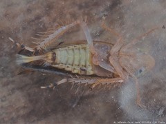 Osbornellus rotundus