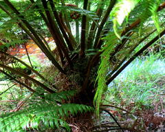 Cyathea capensis