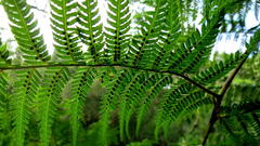 Cyathea capensis