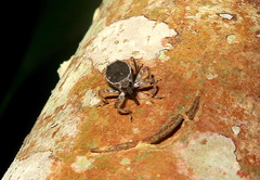 Eubulus triangularis