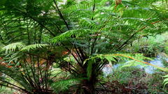 Cyathea capensis