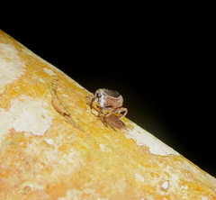 Eubulus triangularis