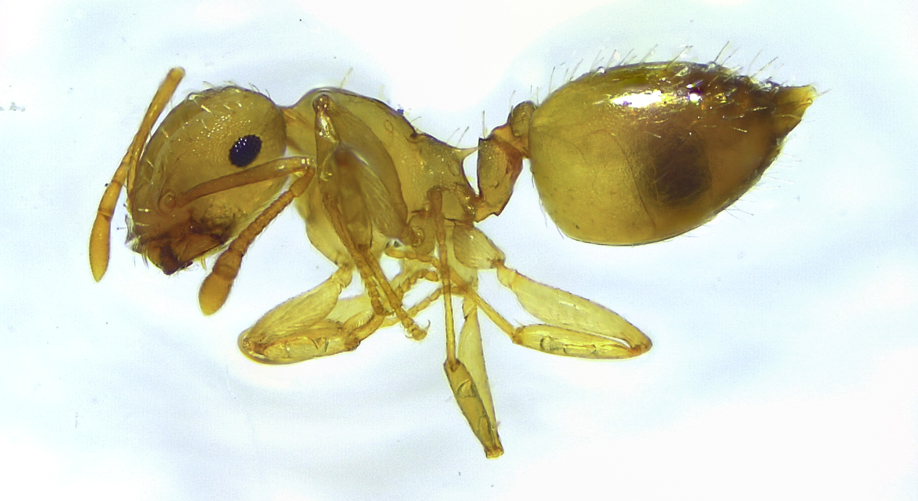 Crematogaster steinheili