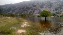 Barringtonia acutangula