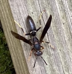Polistes parametricus