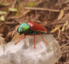 Sternocera chrysis
