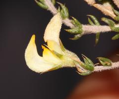 Aspalathus rostripetala