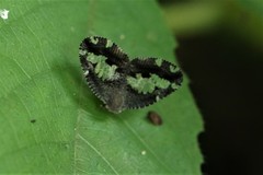Ricanoptera fenestrata