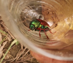 Sternocera chrysis