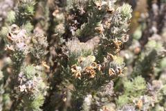 Aspalathus shawii shawii