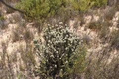 Aspalathus shawii shawii