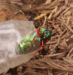 Sternocera chrysis