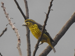 Mycerobas melanozanthos