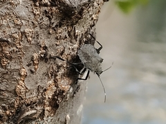 Halyomorpha halys