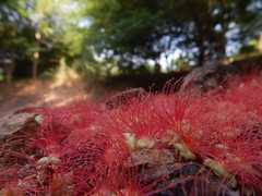 Barringtonia acutangula