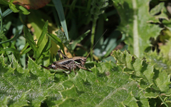 Anonconotus occidentalis