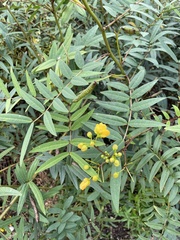 Senna alexandrina