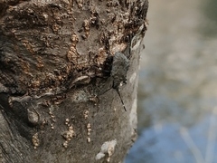 Halyomorpha halys