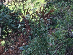 Eupatorium sessilifolium