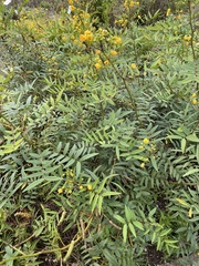 Senna alexandrina