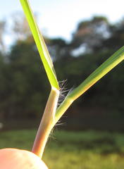 Paspalum vaginatum