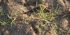 Paspalum vaginatum