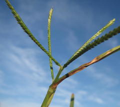 Paspalum vaginatum