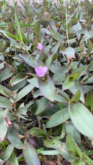 Tradescantia pallida