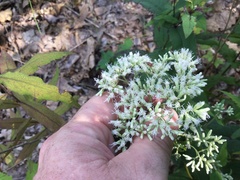 Eupatorium sessilifolium