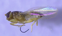 Stenomicra