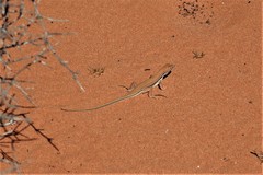 Meroles ctenodactylus