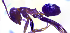 Dorymyrmex pyramicus