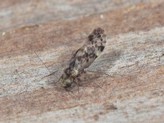 Trichadenotecnum circularoides