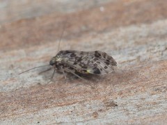 Trichadenotecnum circularoides