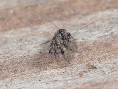 Trichadenotecnum circularoides