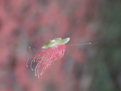 Barringtonia acutangula