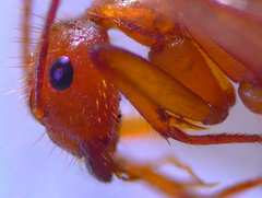 Camponotus hannani